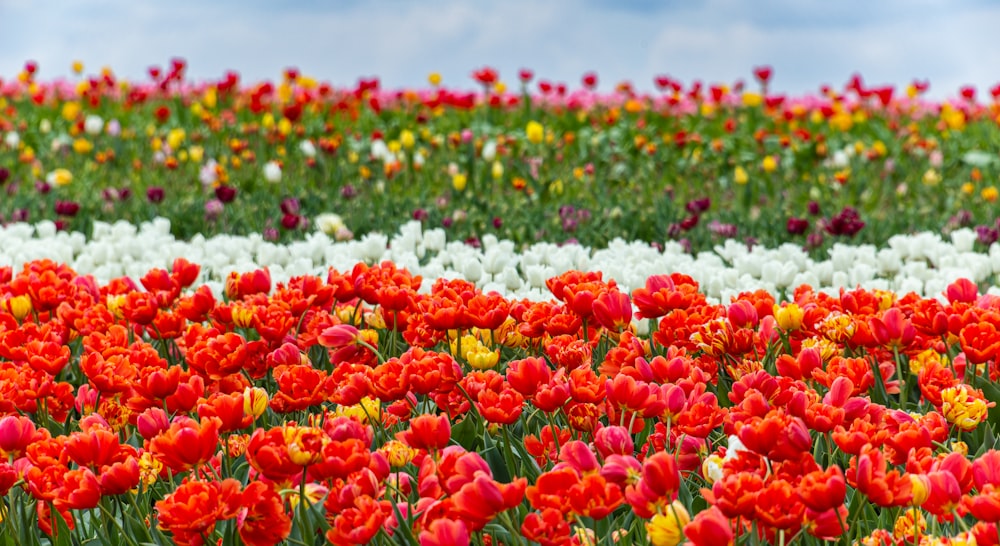 a field full of red, white and yellow flowers