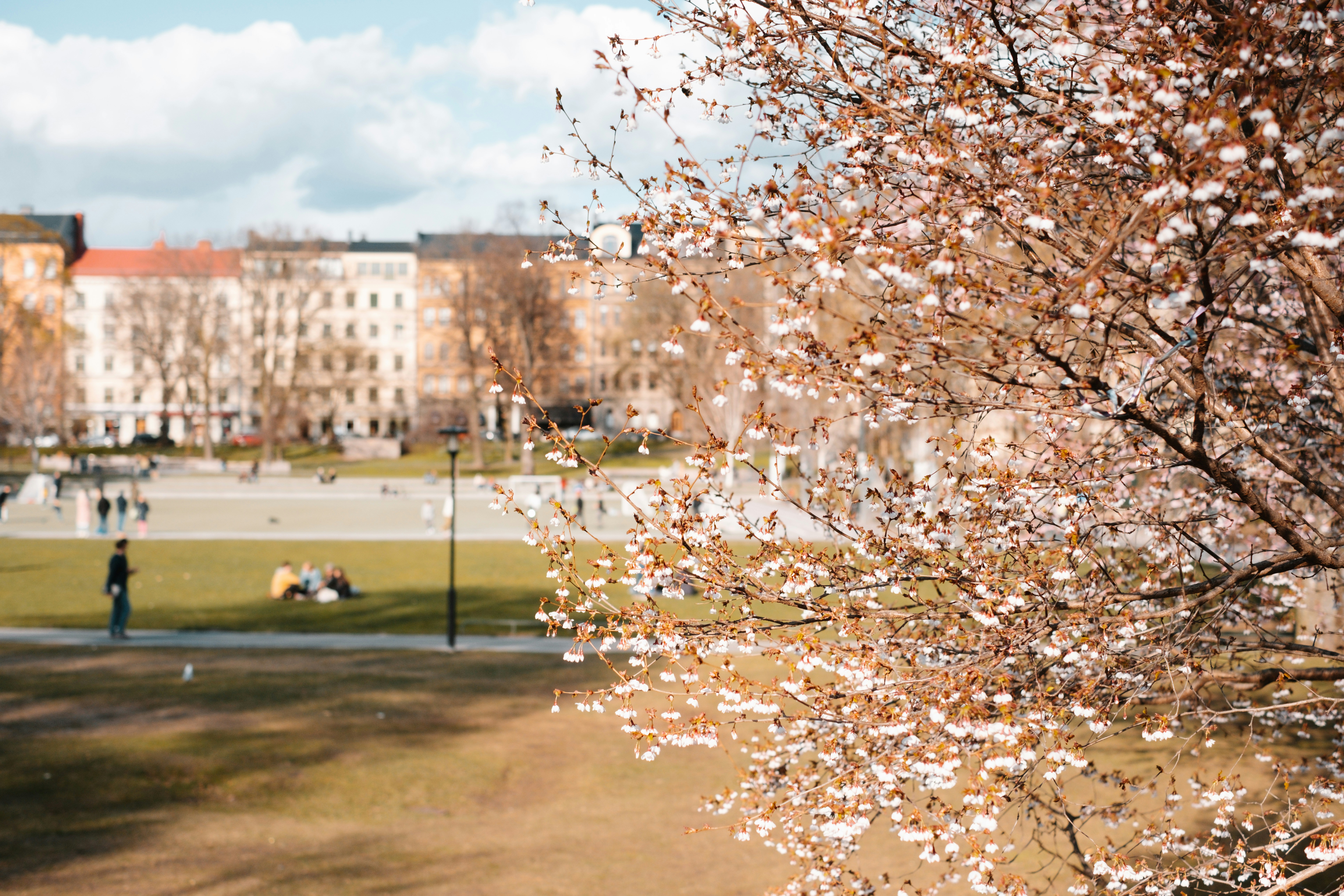 a view of a park with a lot of people in it