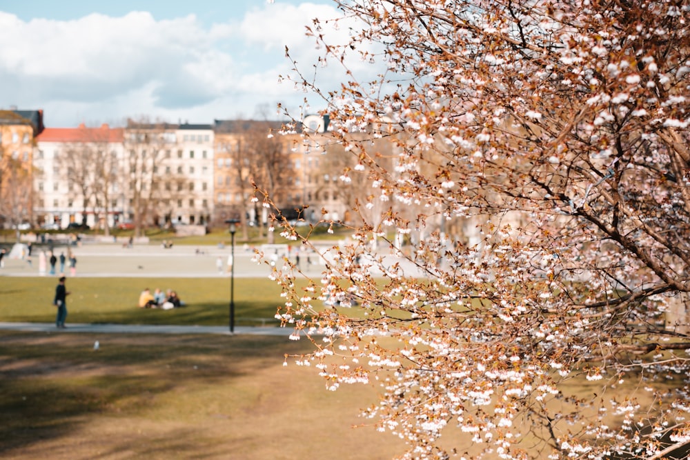 a view of a park with a lot of people in it