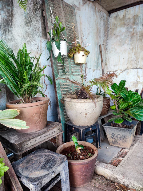 A small outdoor garden corner with fresh plants recently repotted and arranged.