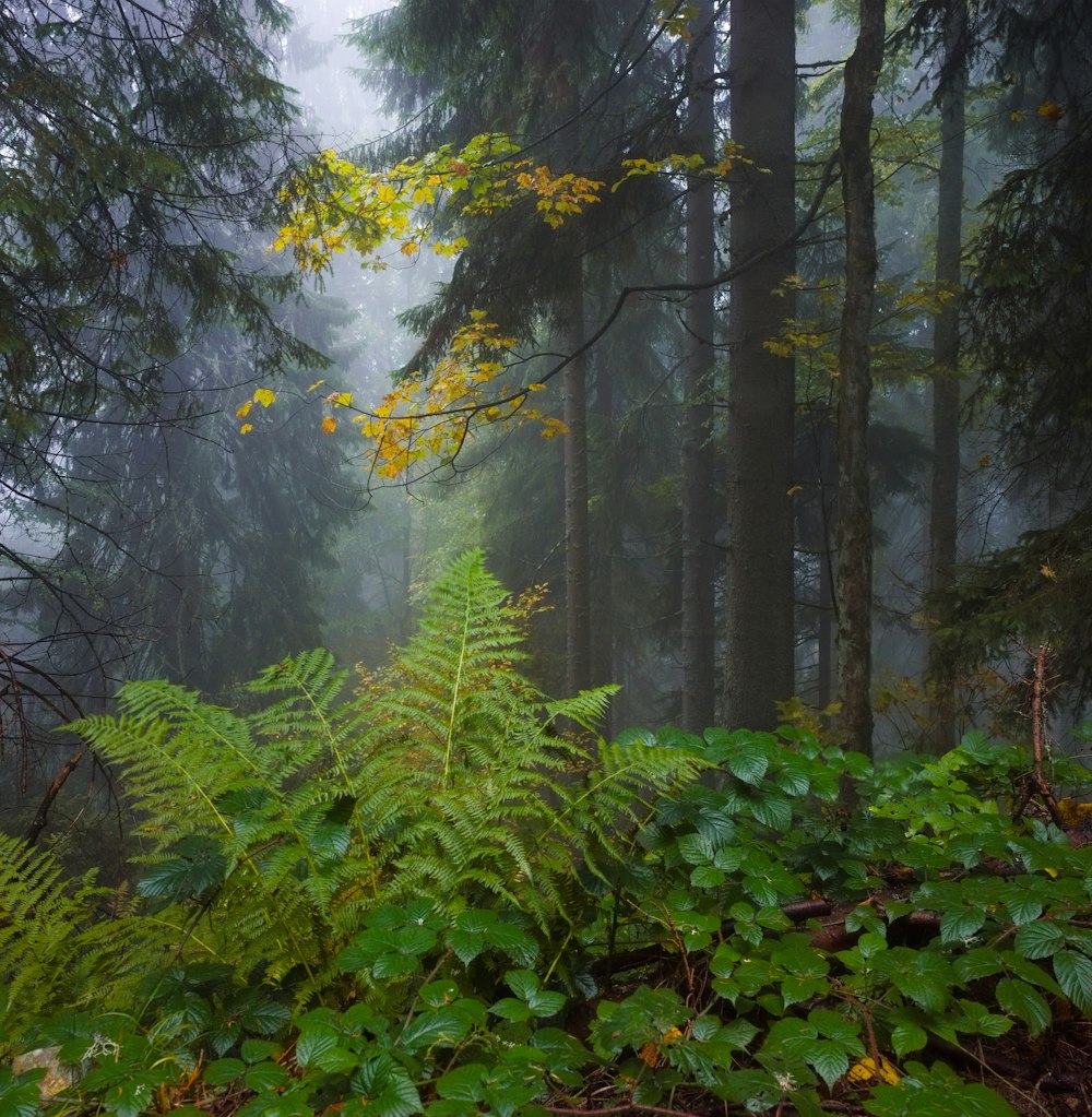 a lush green forest filled with lots of trees