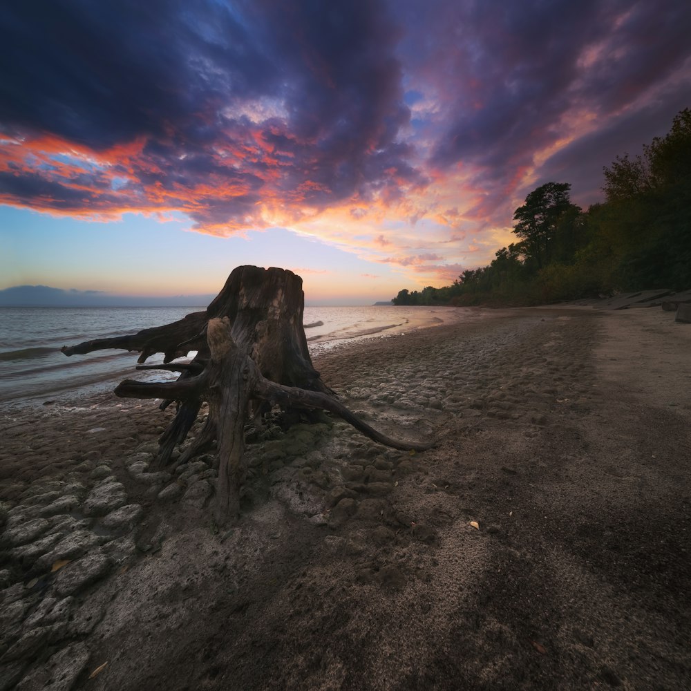 a tree stump sitting on top of a sandy beach