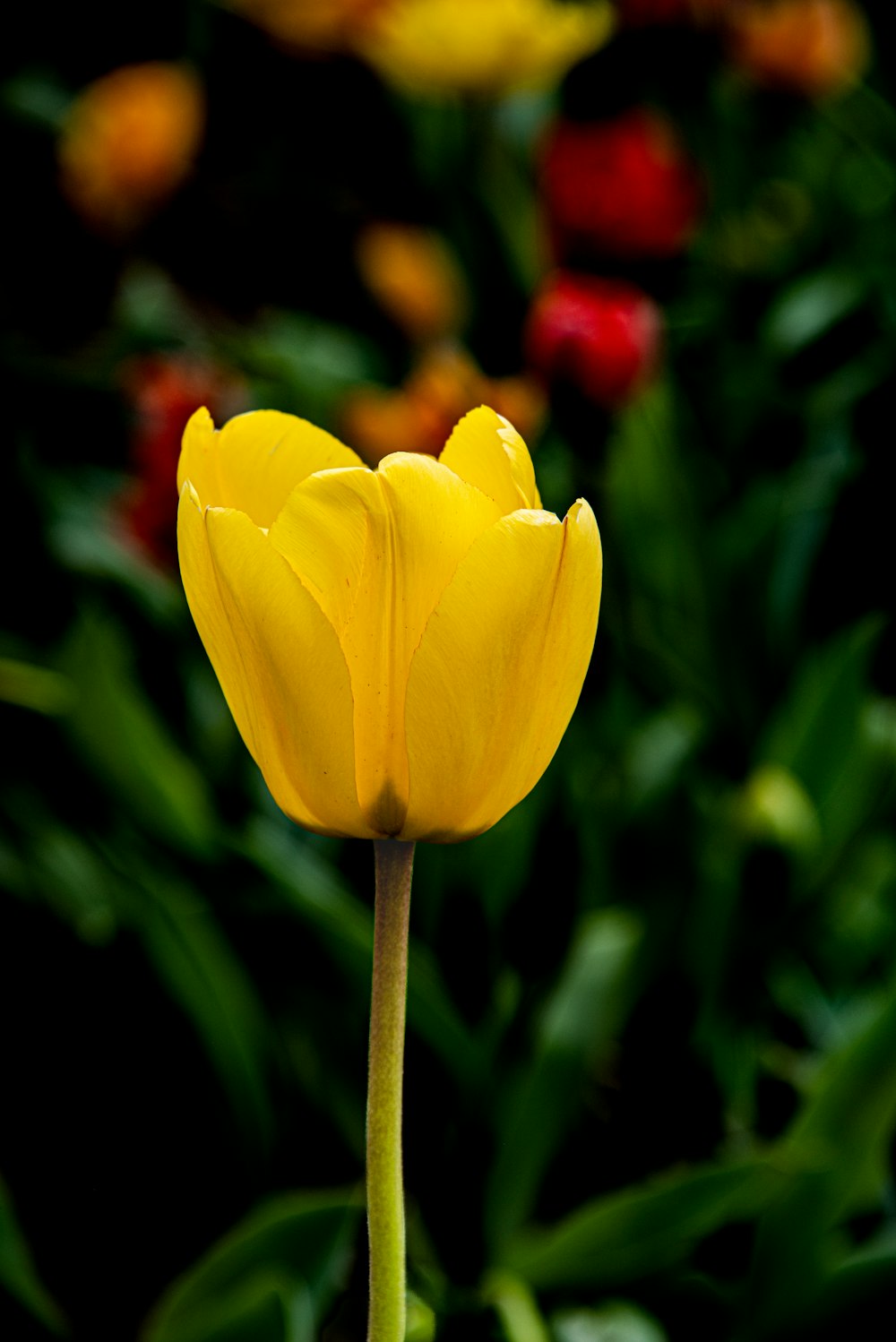 a single yellow tulip in a field of flowers