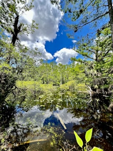 A vibrant wetland landscape with diverse aquatic life thriving under a clear blue sky.