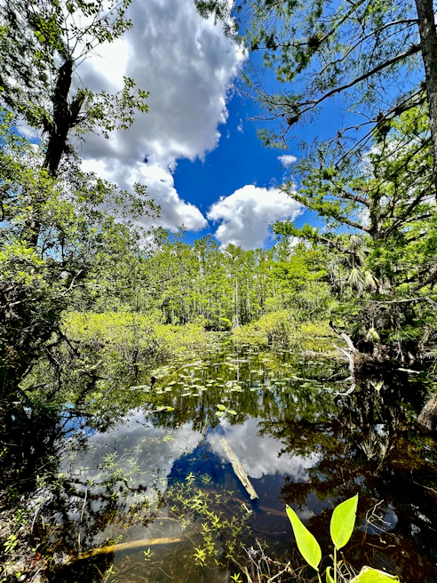 A restored wetland teeming with native birds and vibrant aquatic plants under a clear blue sky