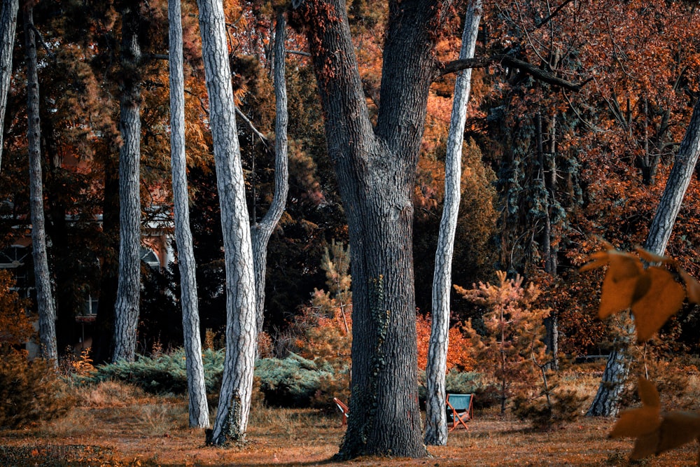 a bench in the middle of a wooded area