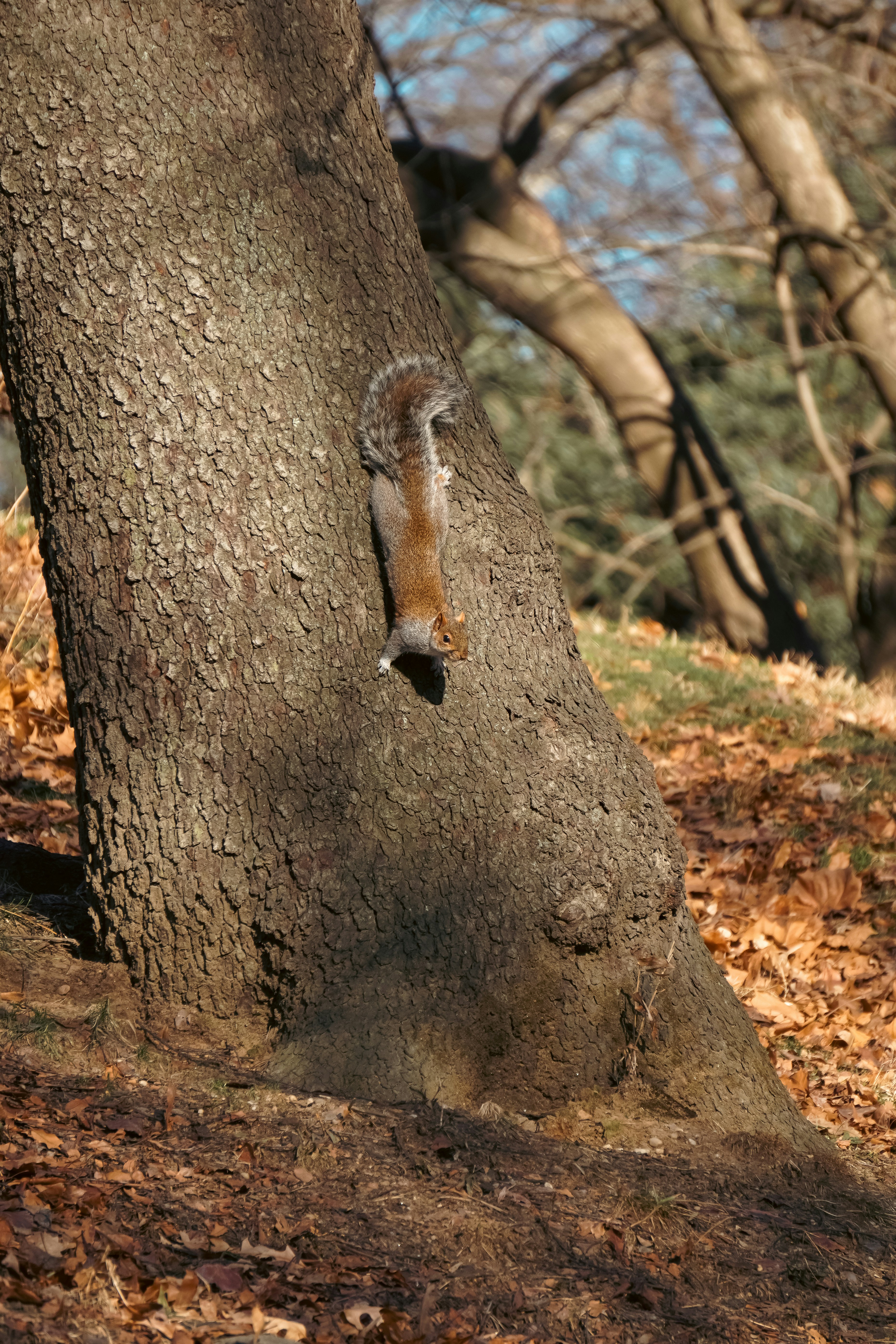 ein Baum mit einem Loch in der Rinde