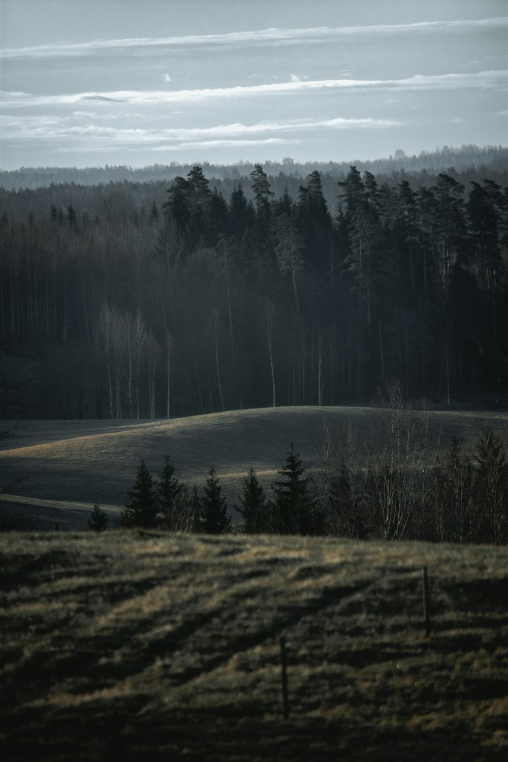 a grassy field with trees in the background