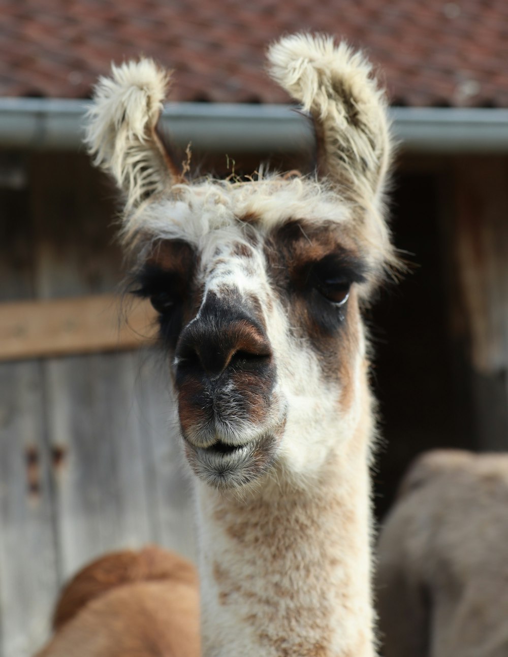 a close up of a llama near a building