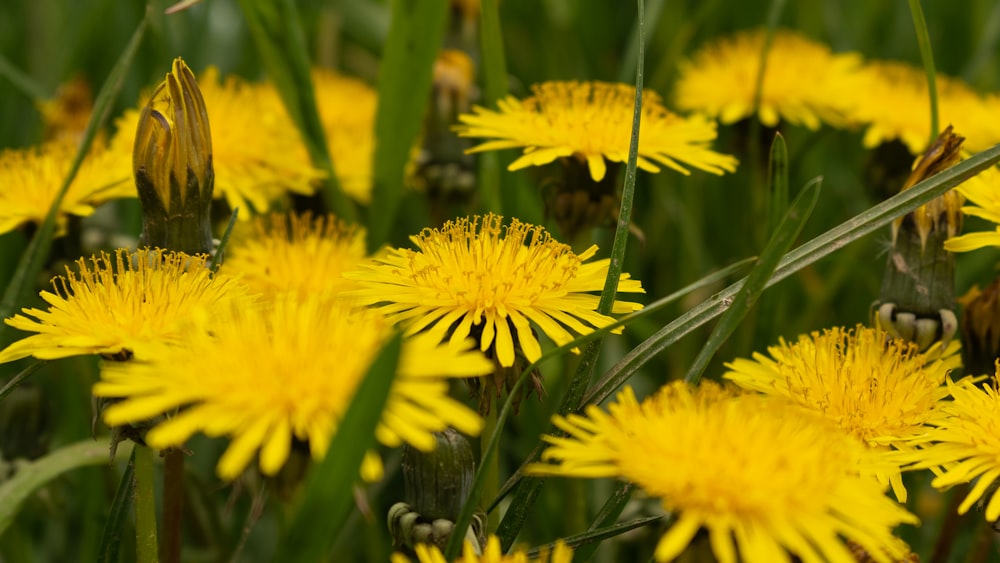 a bunch of yellow flowers that are in the grass