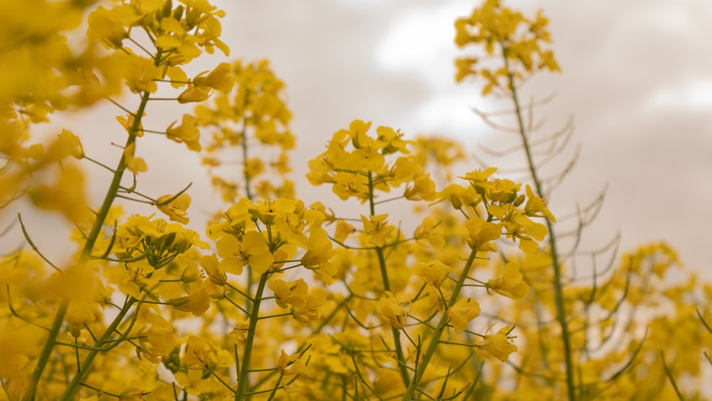 a bunch of yellow flowers with a sky in the background