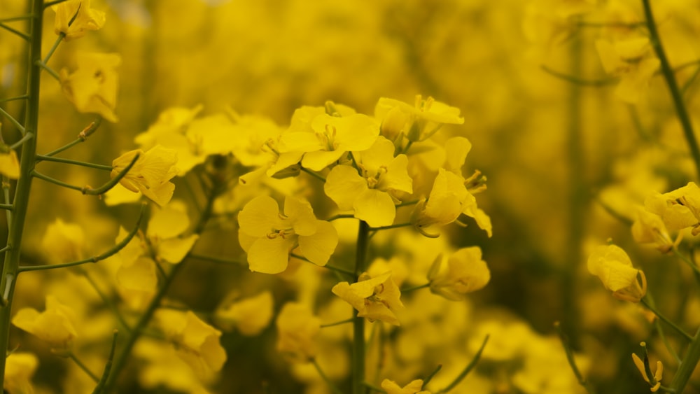 a bunch of yellow flowers that are in the grass