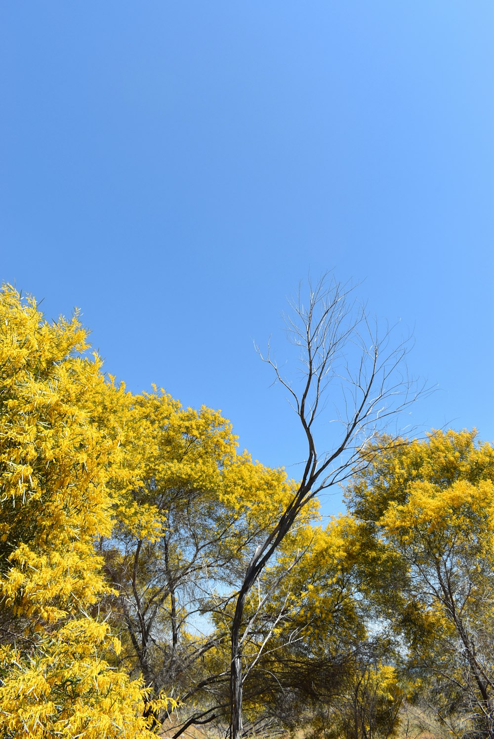a tree with yellow leaves in the foreground and a blue sky in the background