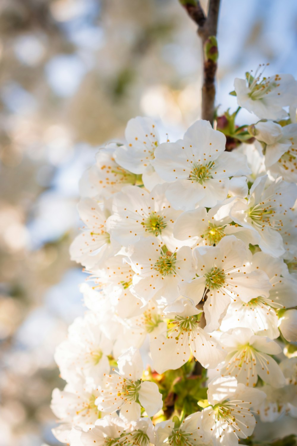 a close up of white flowers on a tree