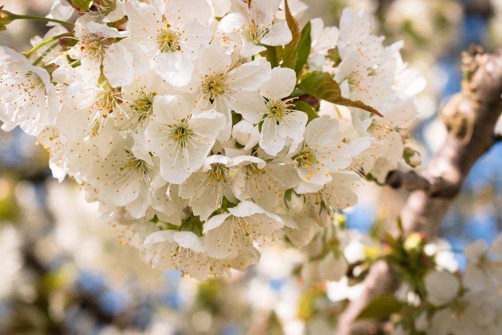 a bunch of white flowers on a tree