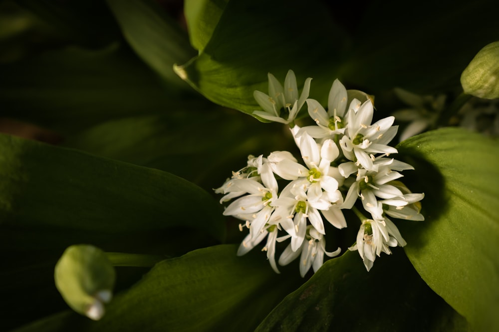 um close up de uma flor branca com folhas verdes