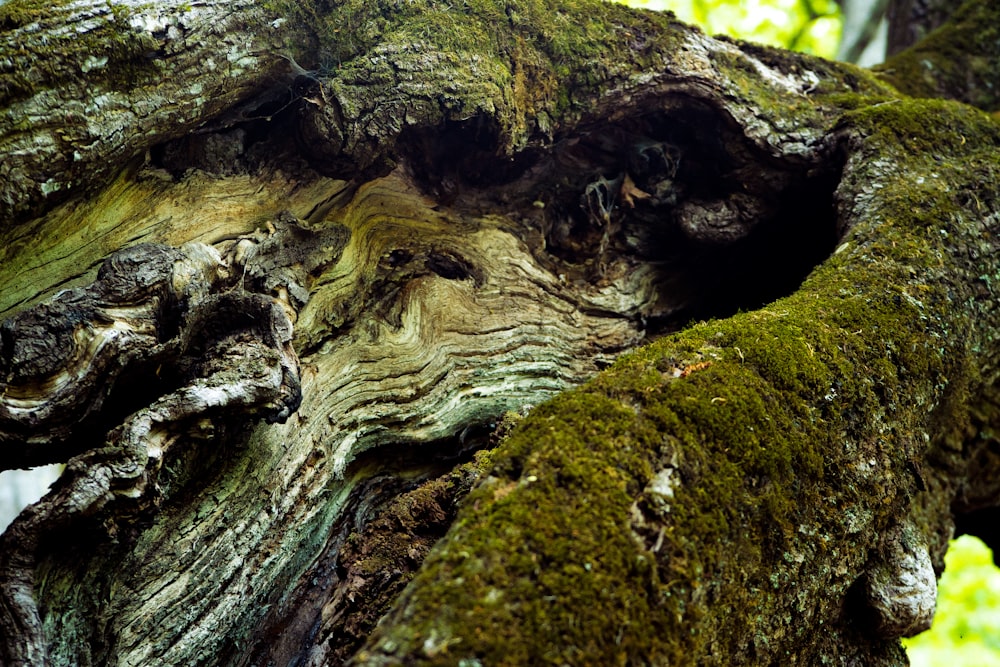 a close up of a tree trunk with moss growing on it