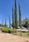 Tall cypress trees stand in a row with lush green branches, surrounded by well-maintained bushes and grassy areas. A clear blue sky provides a backdrop, while a street sign and vehicles are visible in the distance.