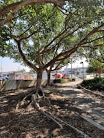 A large tree with expansive branches and exposed roots is situated beside a curved path. In the background, there is a street with vehicles including a cement mixer. Various signs and advertisements are visible along the road, and other trees and bushes are present, contributing to a mix of natural and urban elements.