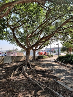 A large tree with expansive branches and exposed roots is situated beside a curved path. In the background, there is a street with vehicles including a cement mixer. Various signs and advertisements are visible along the road, and other trees and bushes are present, contributing to a mix of natural and urban elements.
