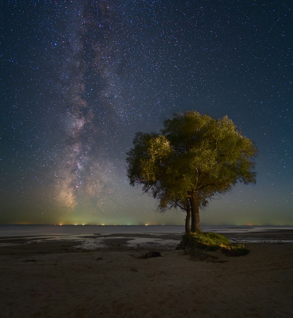 a tree on a beach under a night sky filled with stars