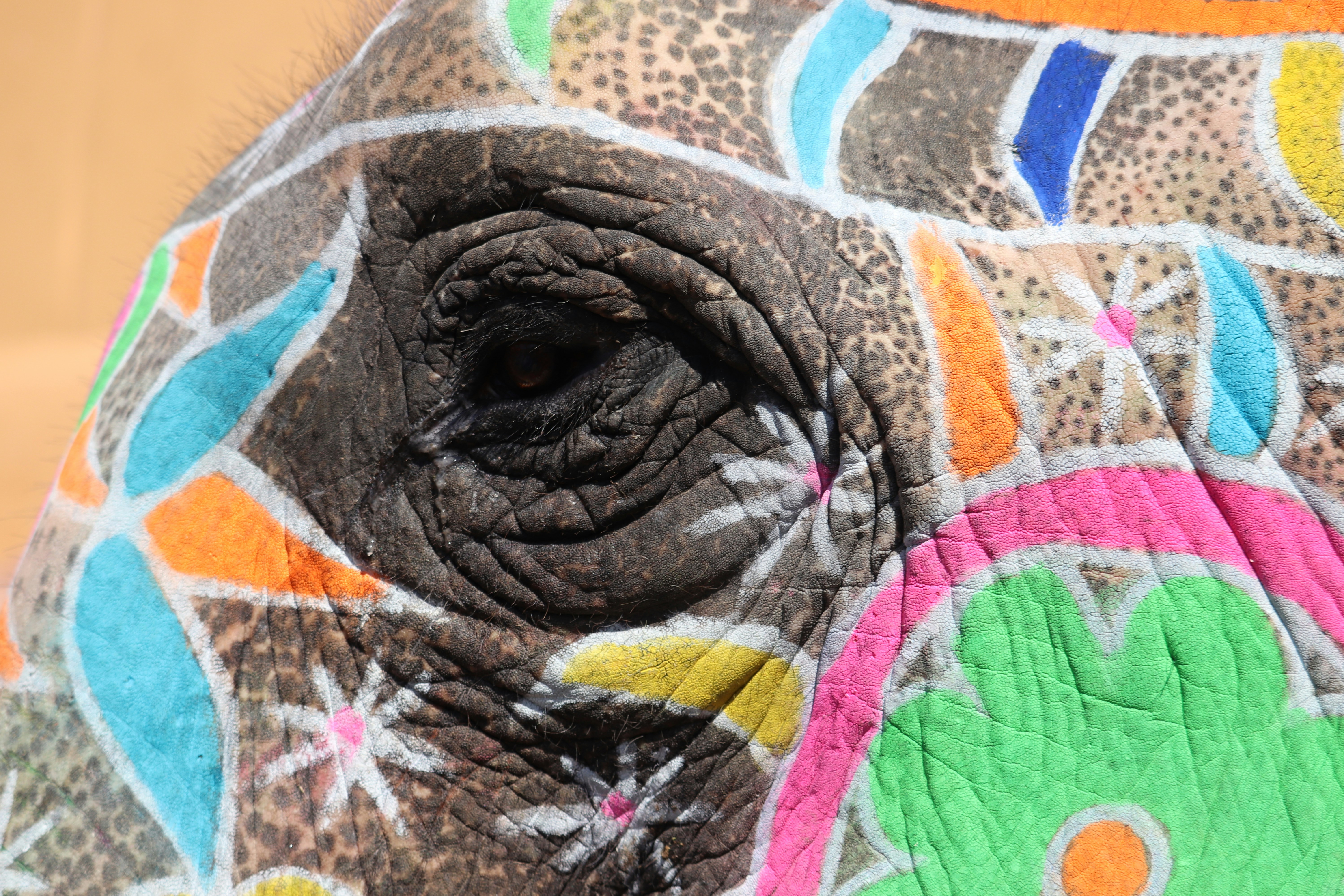 10 Tortoiseshell Cat Names Inspired by Patchy Color Coats