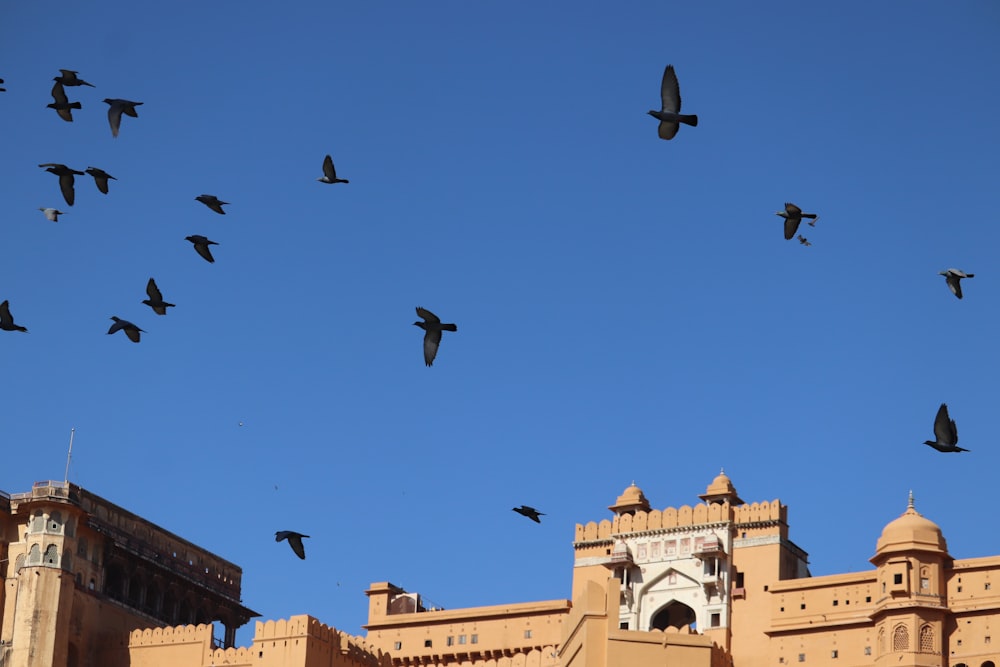 a flock of birds flying over a building