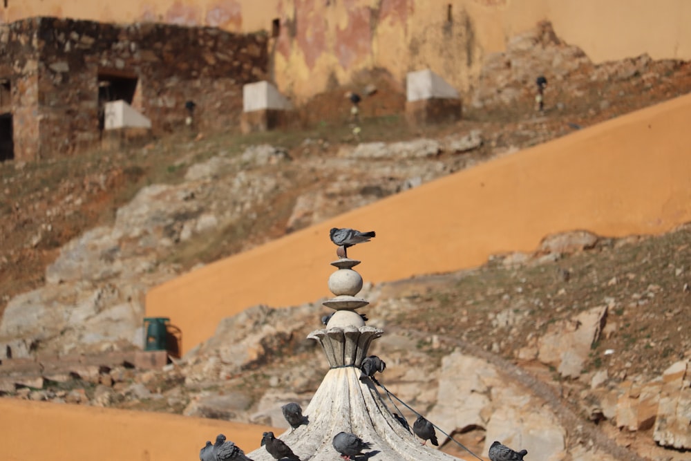 a flock of birds sitting on top of a building