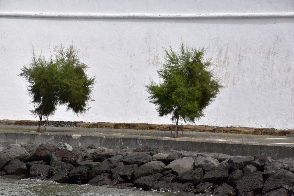 Un par de árboles sentados junto a un cuerpo de agua