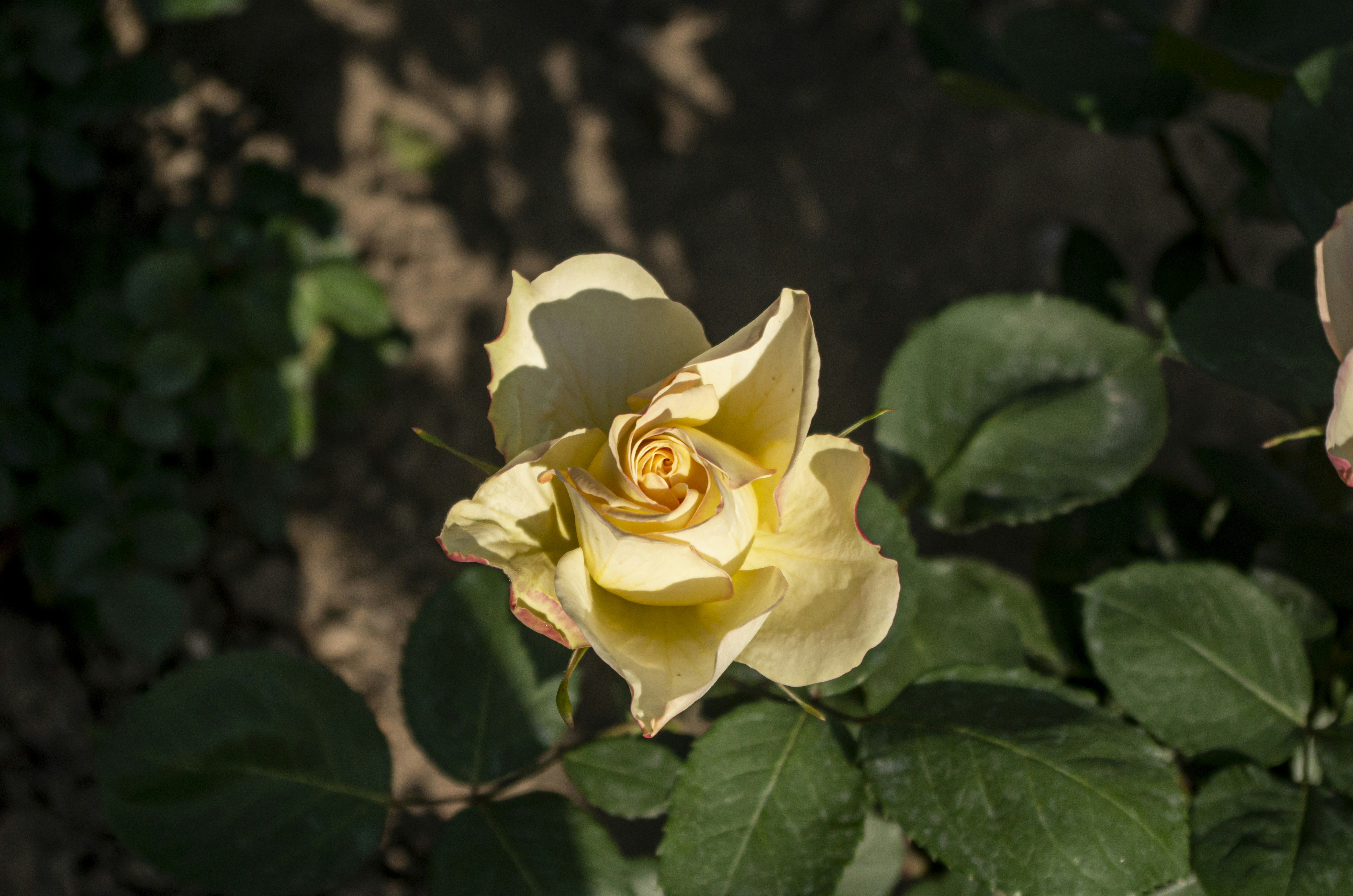 Yellow rose