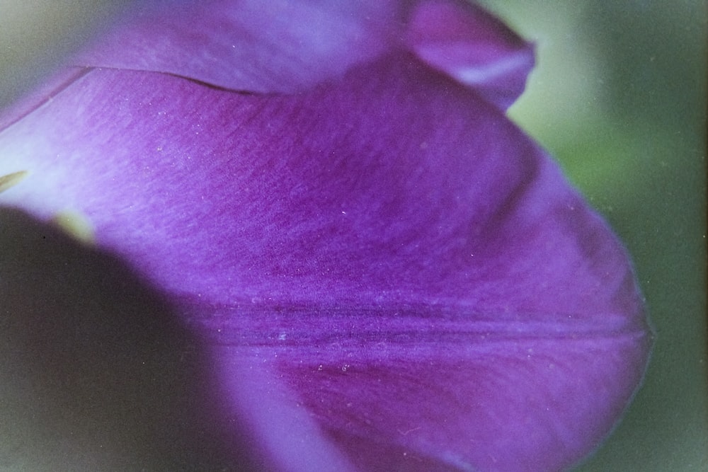 a close up of a purple flower with a blurry background