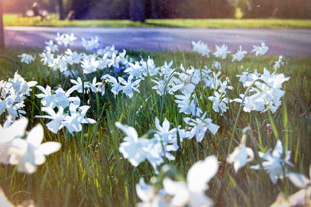 a bunch of flowers that are in the grass