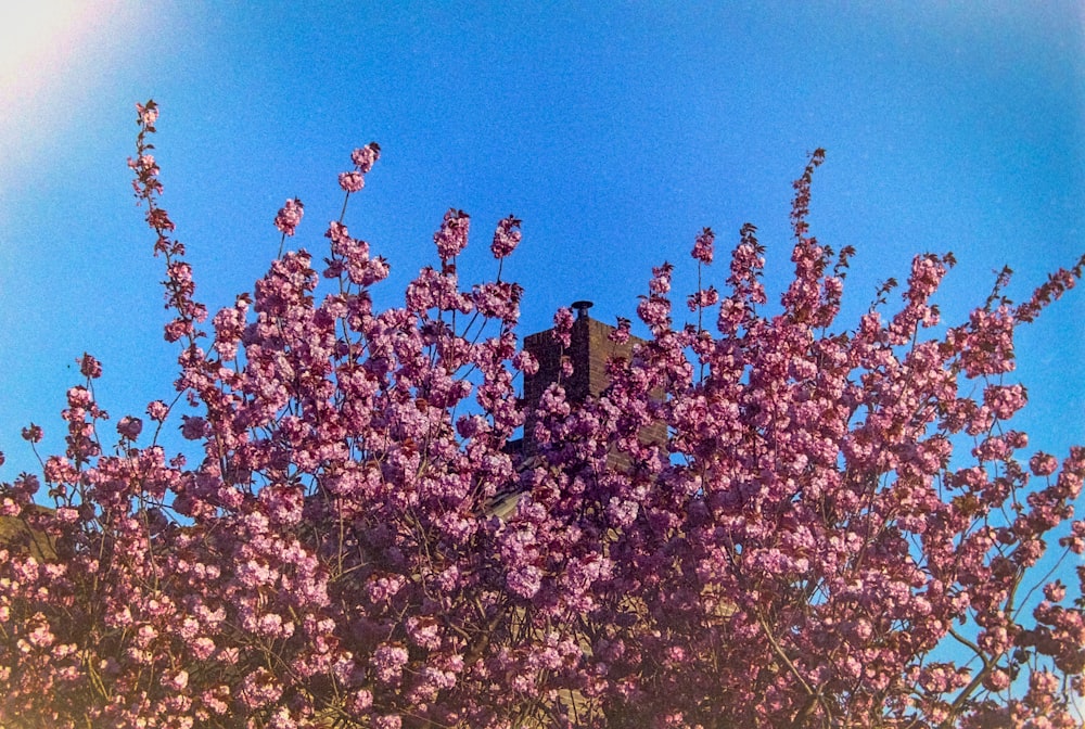 a large bush of purple flowers with a blue sky in the background