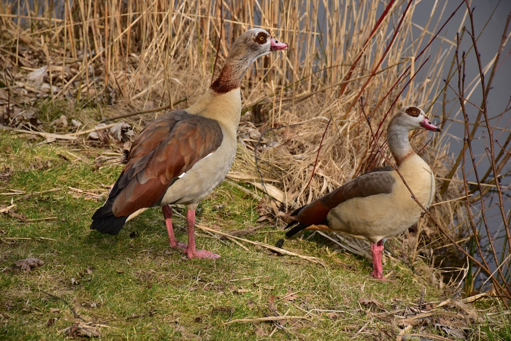 a couple of birds that are standing in the grass