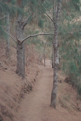 A winding gravel path lined with pine trees leading deeper into the campground.