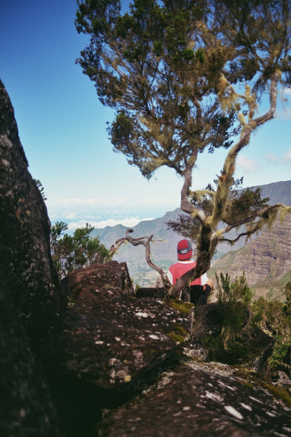 a person sitting under a tree on top of a mountain