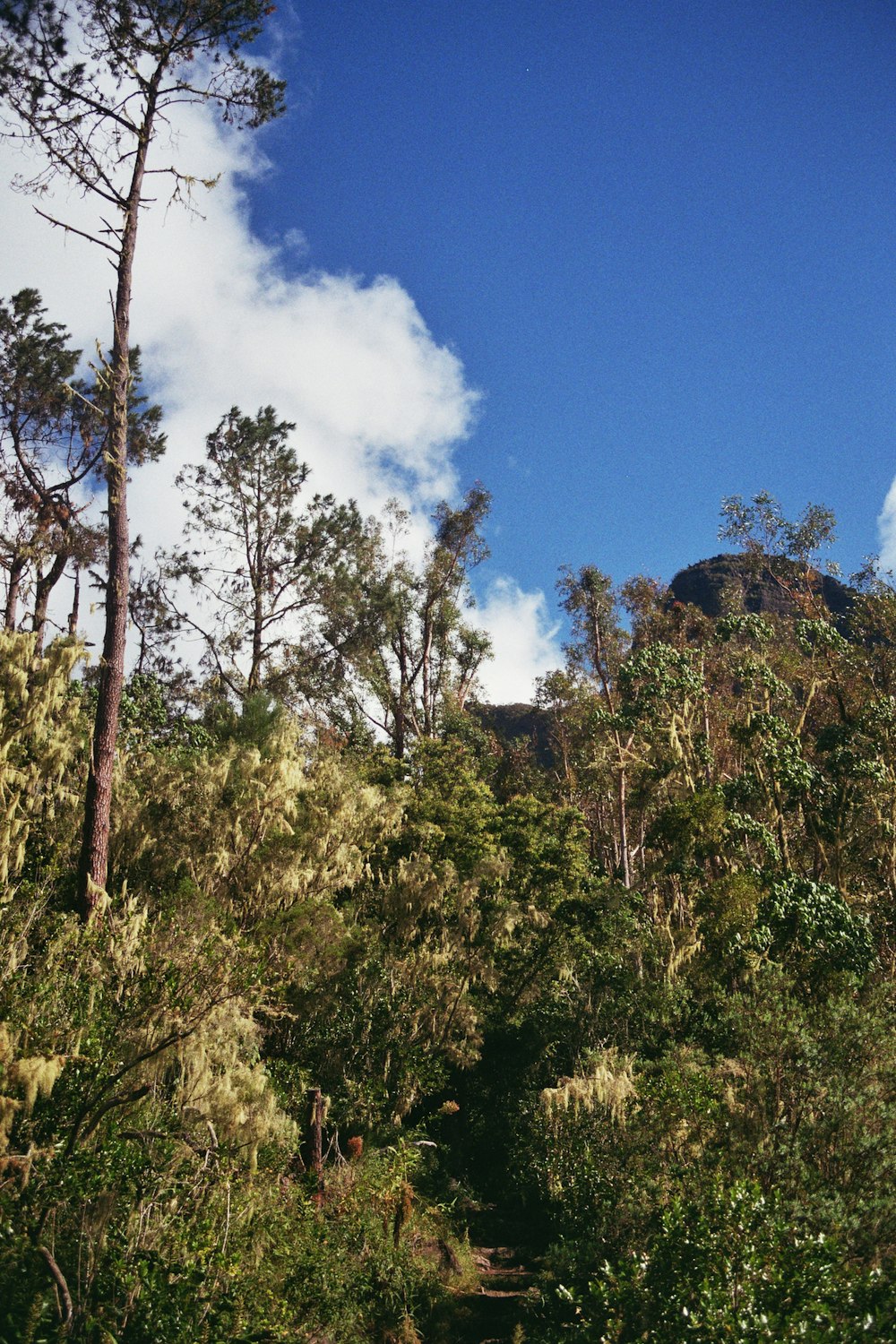 a path in the middle of a forest with a mountain in the background