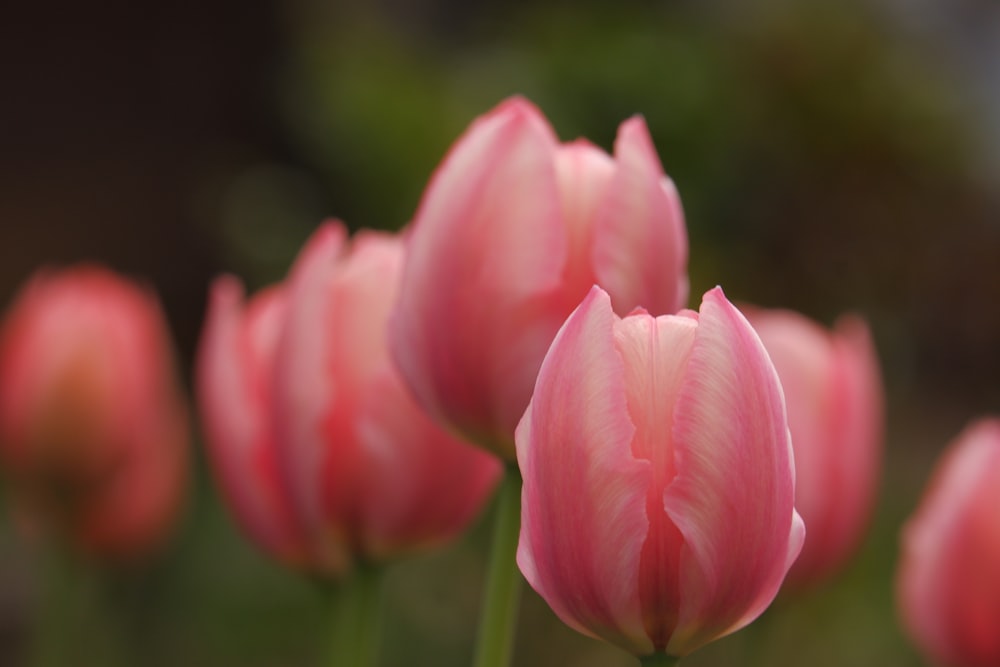 a group of pink tulips with a blurry background