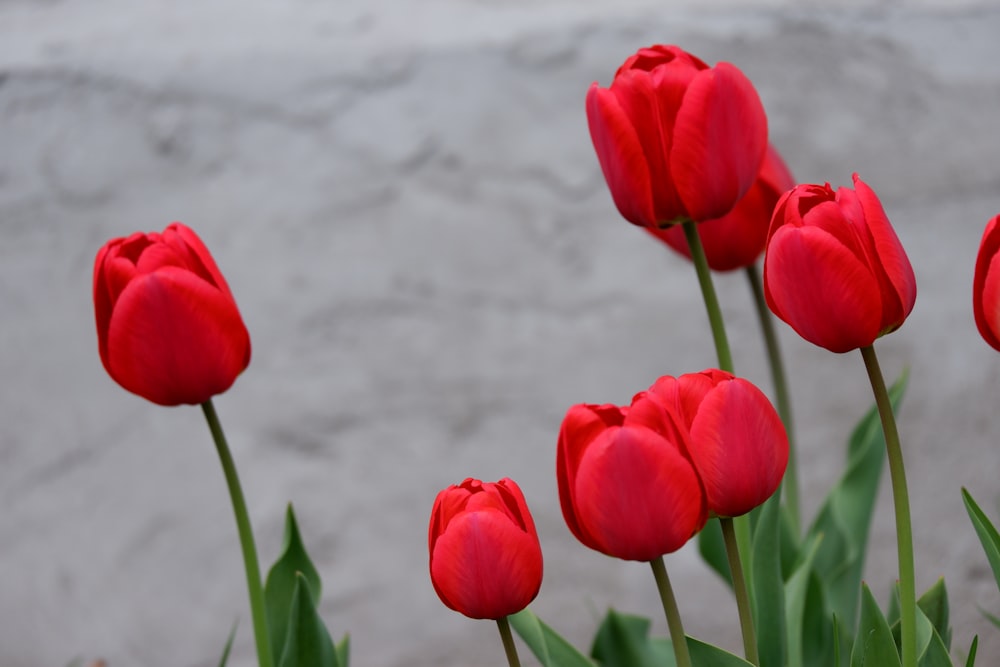 a group of red tulips in front of a wall