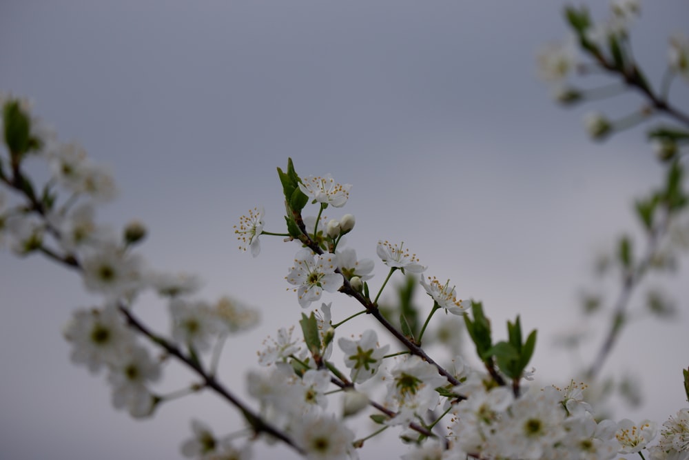 a branch of a tree with white flowers