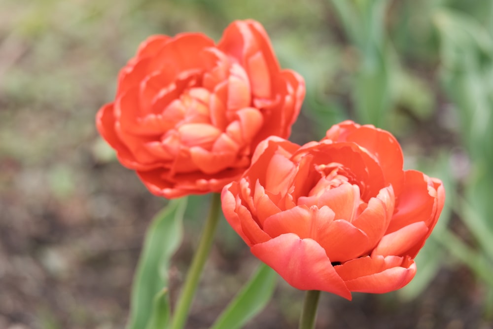 a close up of two red flowers in a field