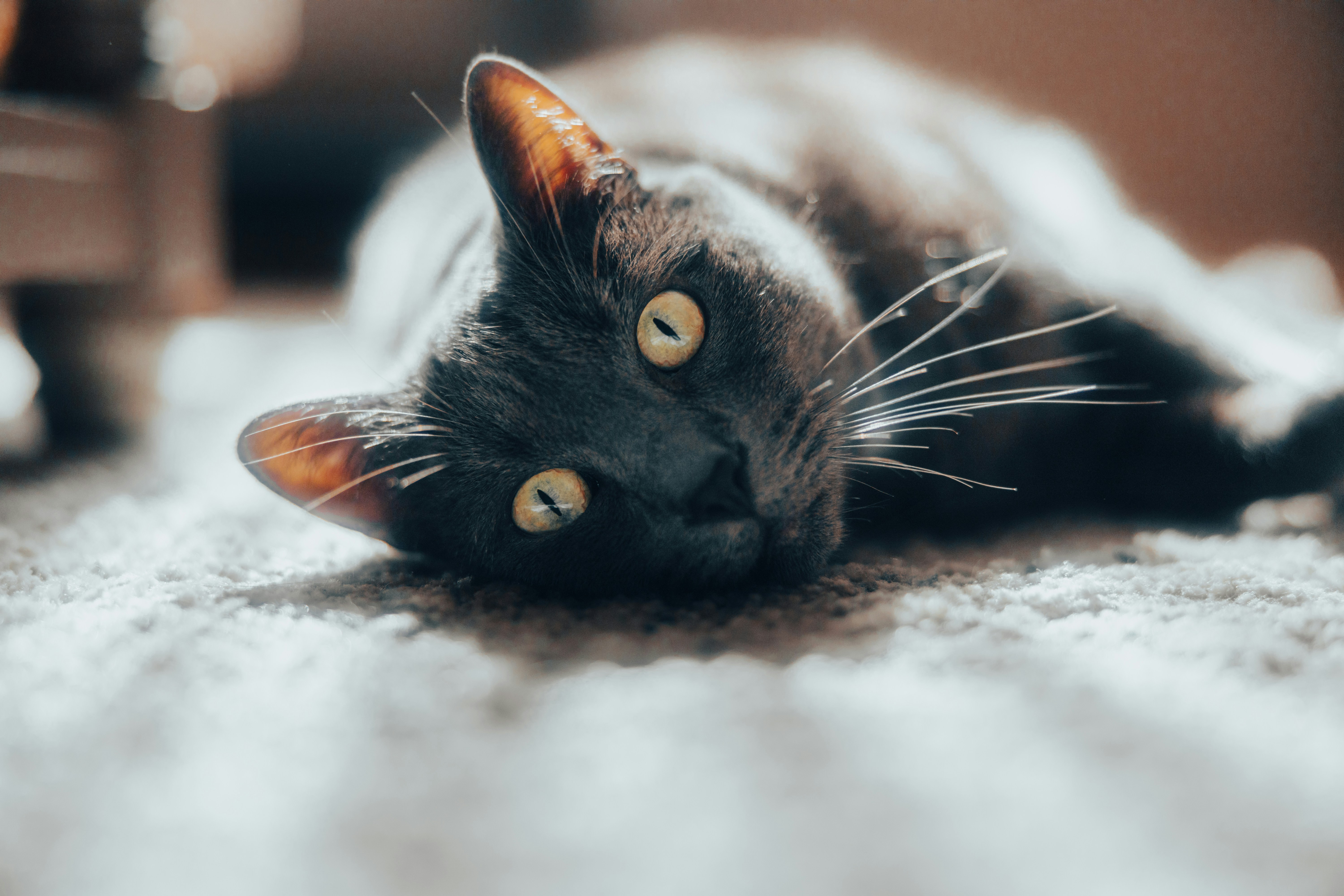 Photo by lorenzohamers