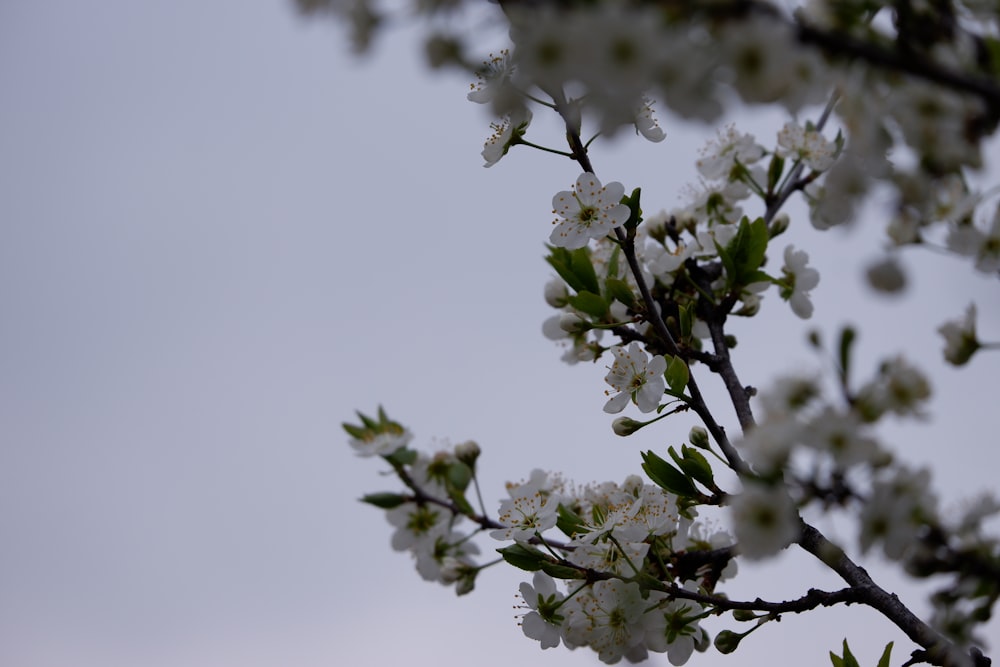 a branch of a tree with white flowers