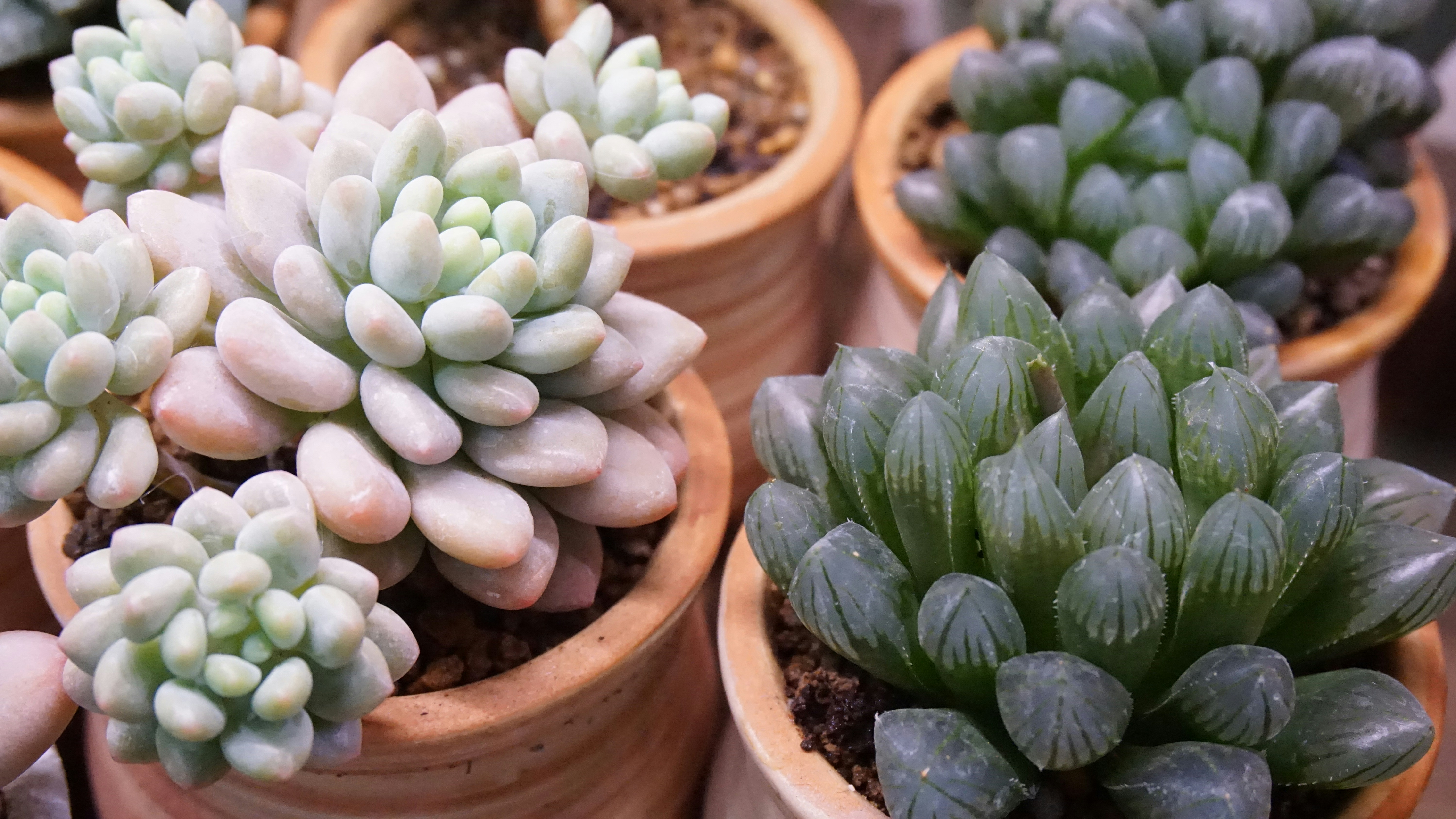 Fantastic Cotton Computer