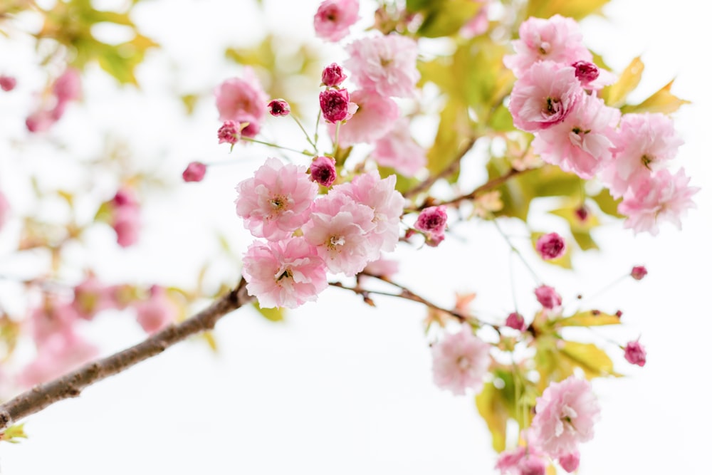 un ramo di un albero con fiori rosa