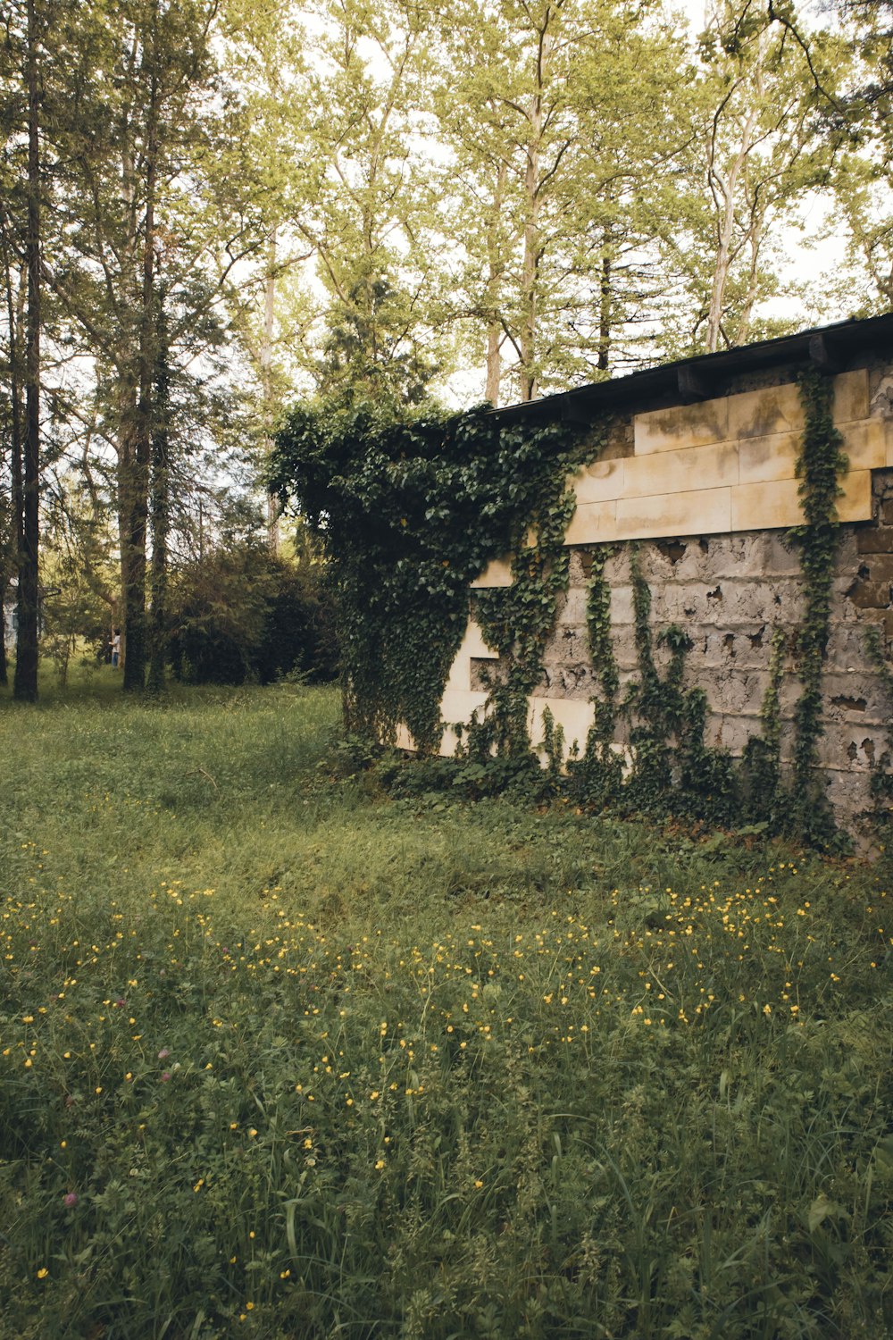 a brick wall with vines growing on it