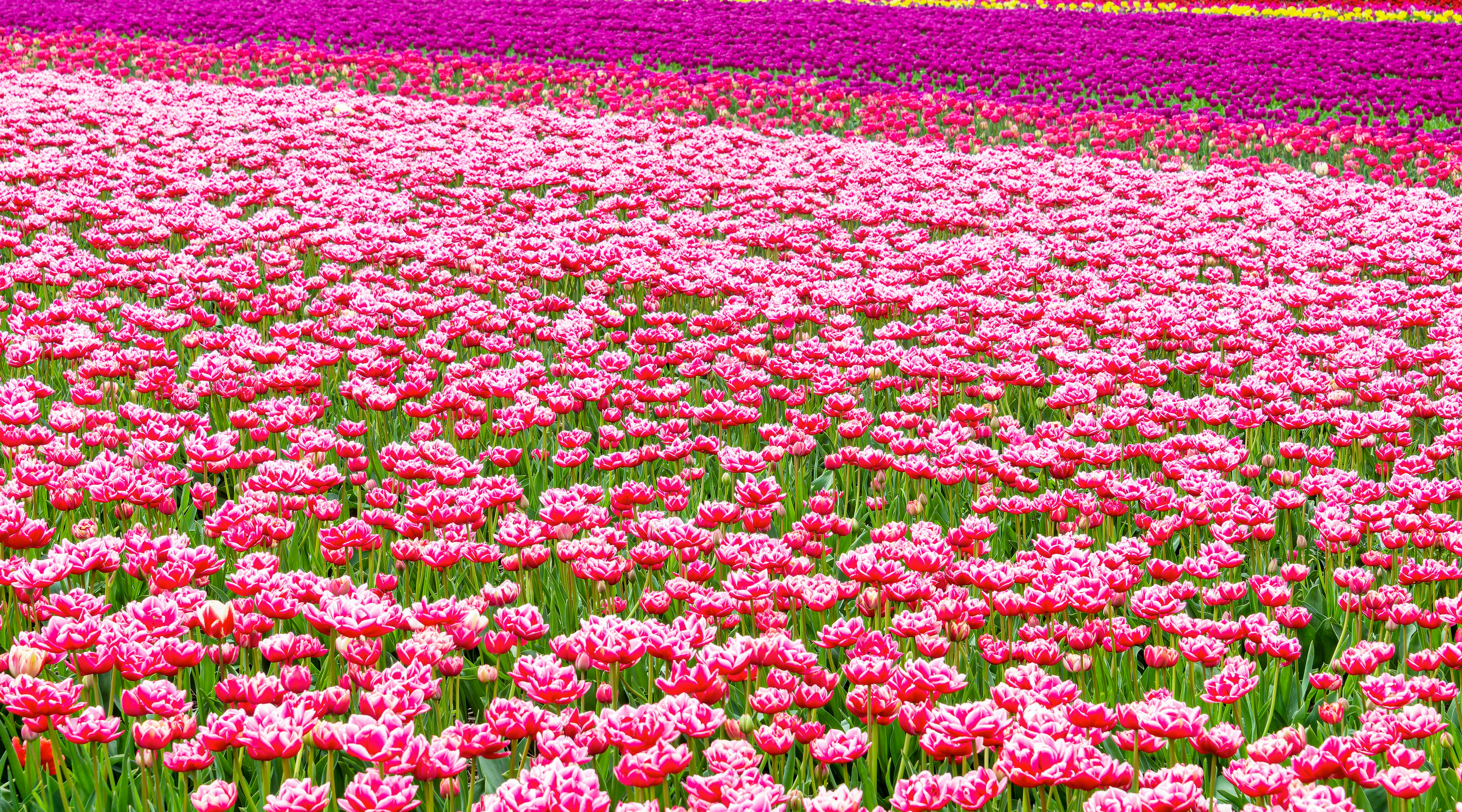 Ein Feld voller rosa und weißer Blumen