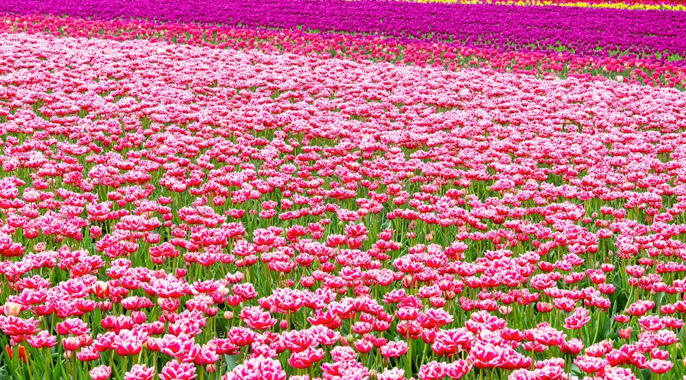 a field full of pink and white flowers