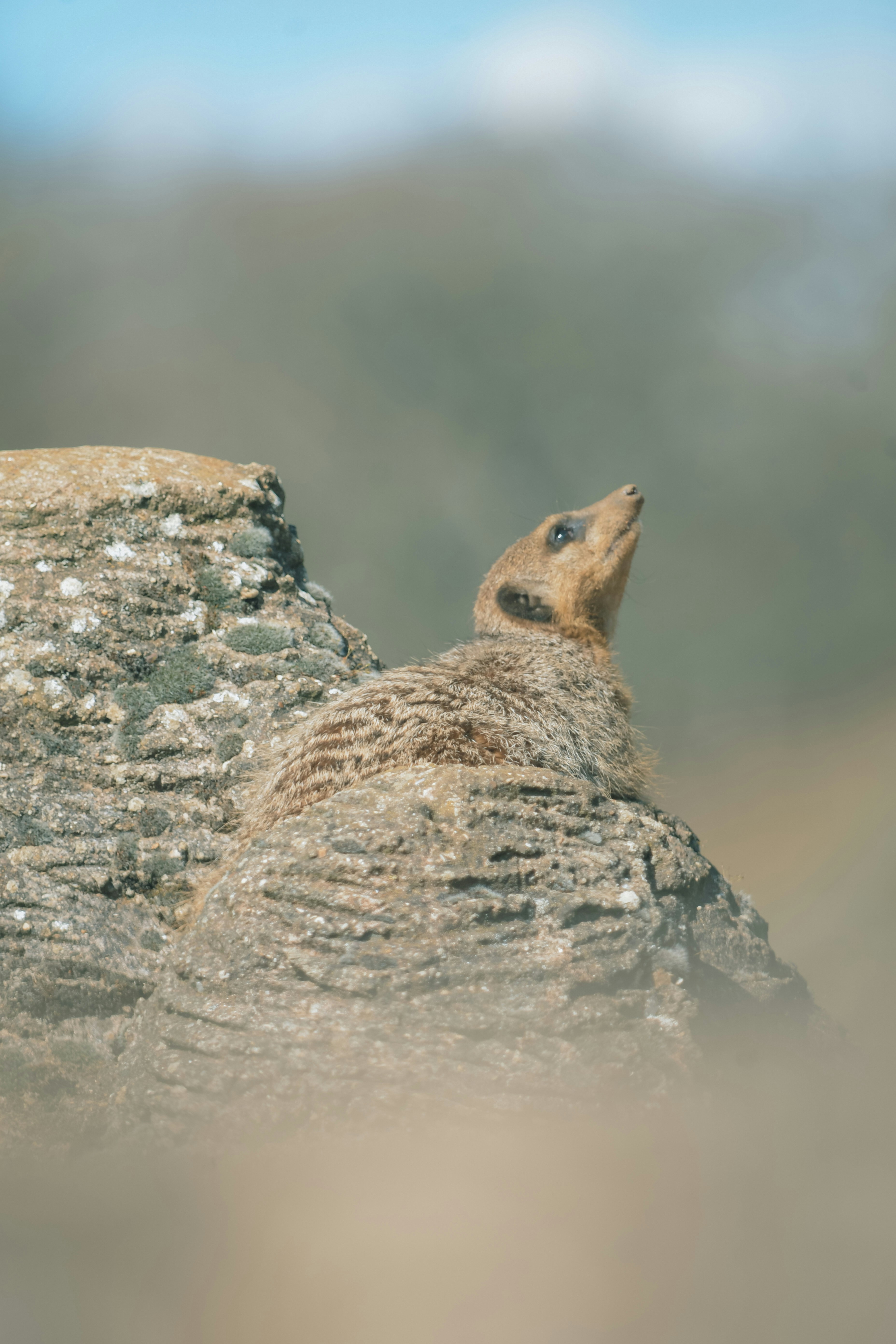A close up of a small animal on a rock photo – Free Animal Image on ...