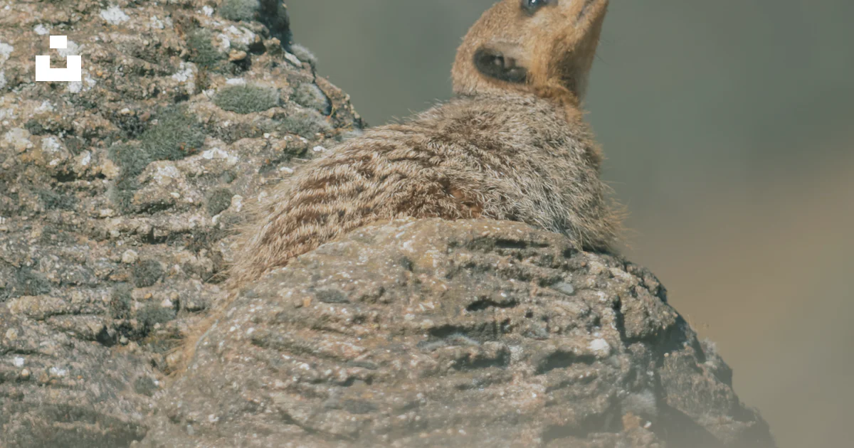 Animals In Rocks A close up of a small animal on a rock photo – Free Animal Image on ...